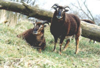 soay-schapen bij een omgevallen boom