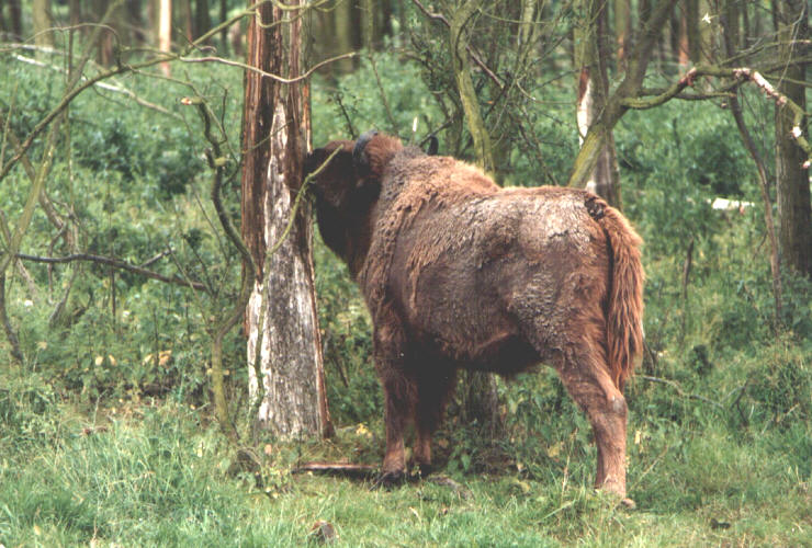 Wisent