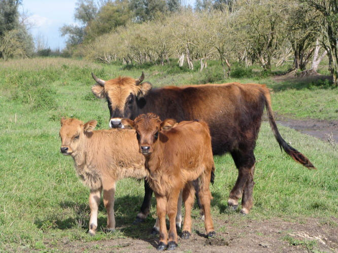 runderen vrij levend in parklandschap