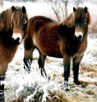 twee exmoorponies in winterruigte