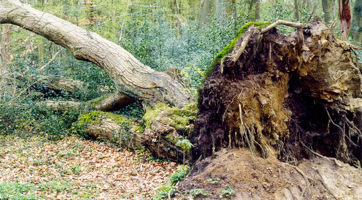 Dode eik met elvenbanken