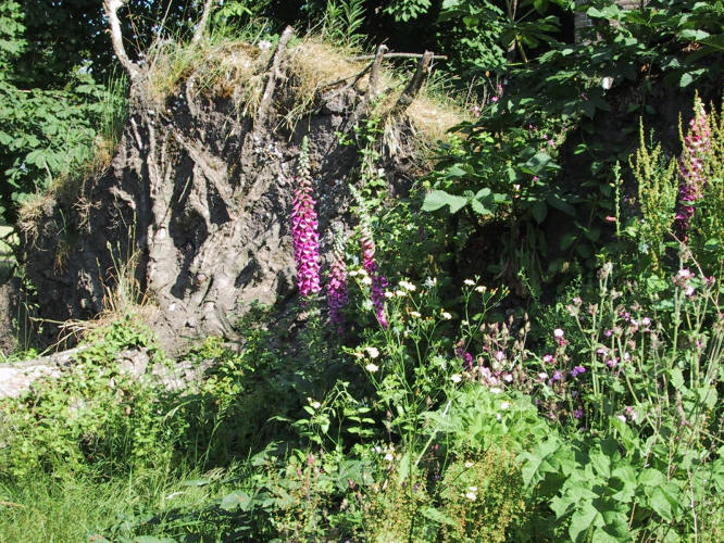 Wortelkluit met digitalis