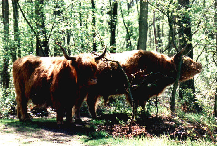 Schotse hooglanders