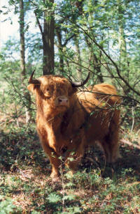 schotse hooglander